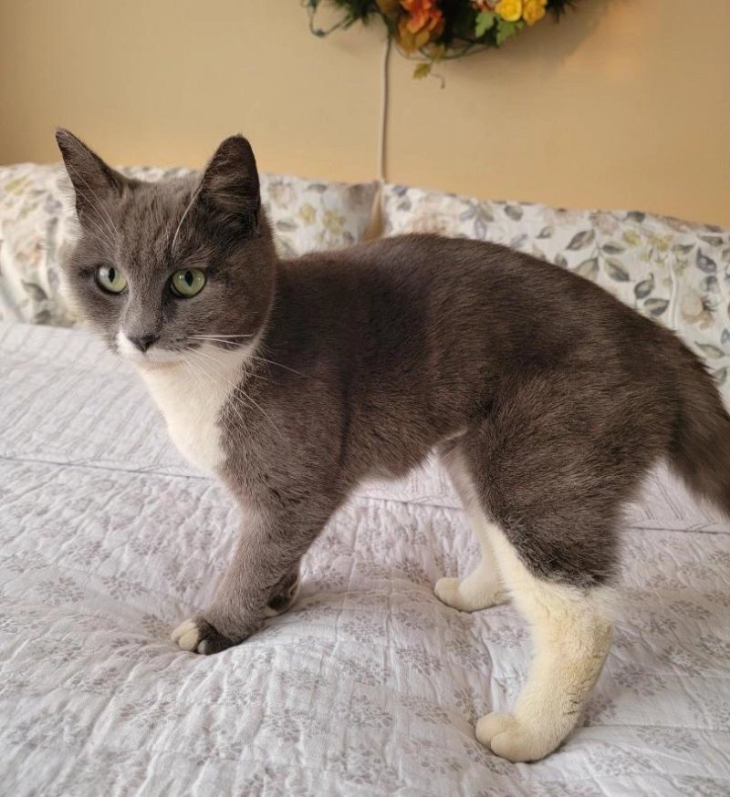 Charming kitten for adoption - 10 months old, spayed and vaccinated!